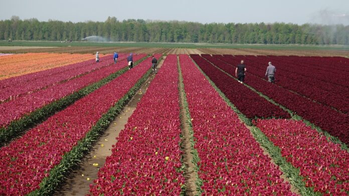 работници нидерландия