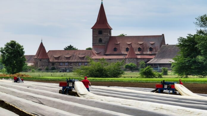 бране на аспержи