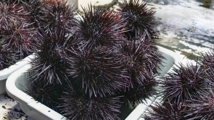 морски таралежи